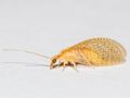 Hemerobius micans